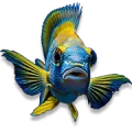 donzelinha_estrela_do_mar